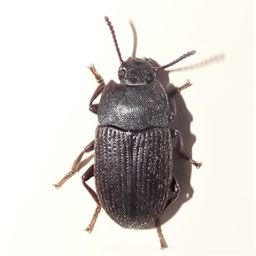 Blapstinus