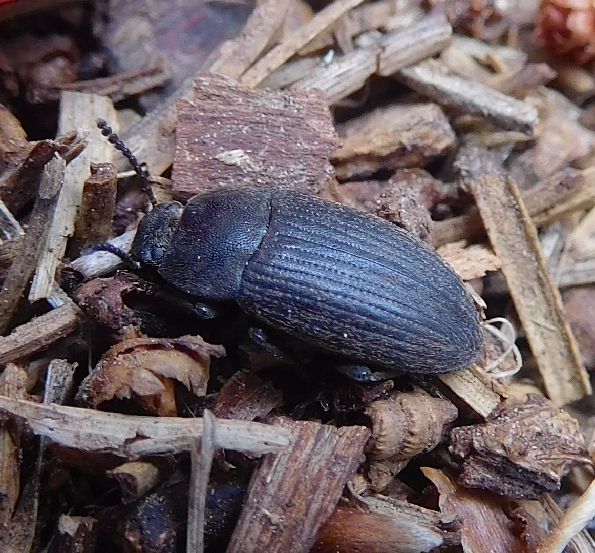 Blapstinus