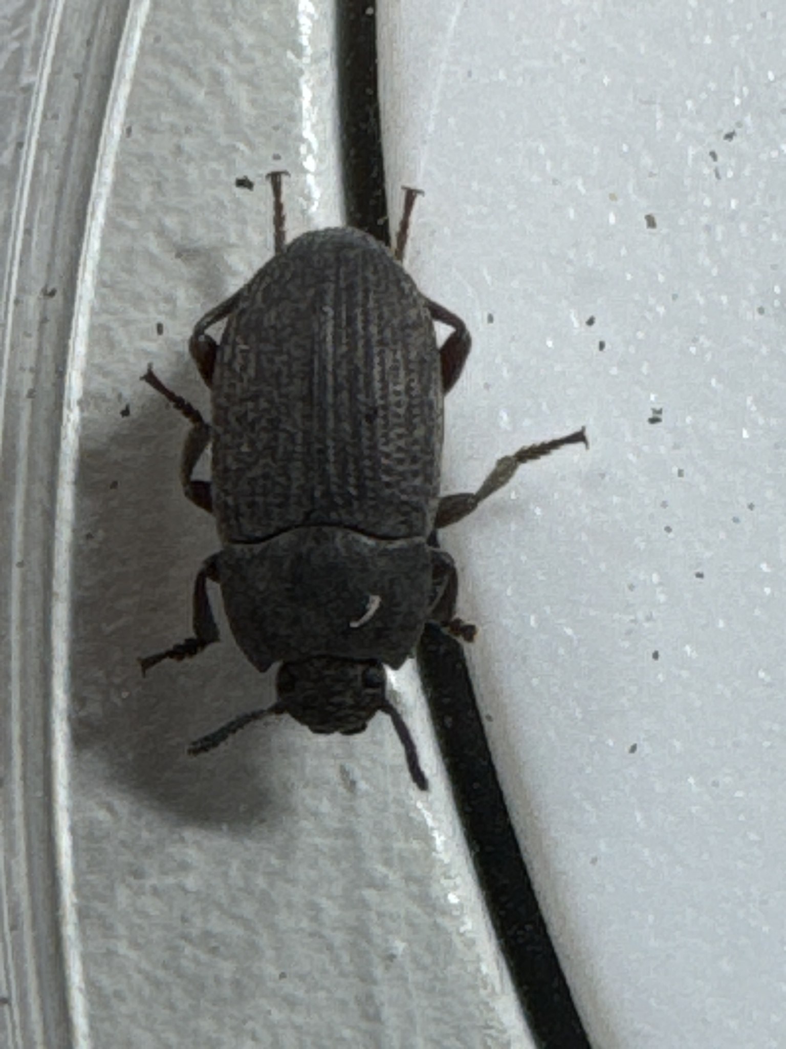 Blapstinus