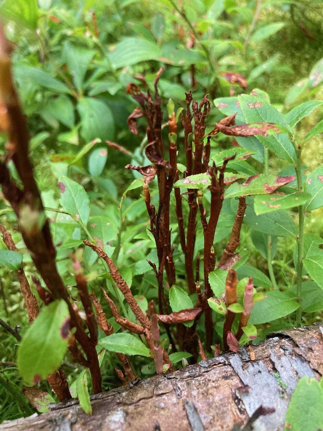 Calyptospora goeppertiana
