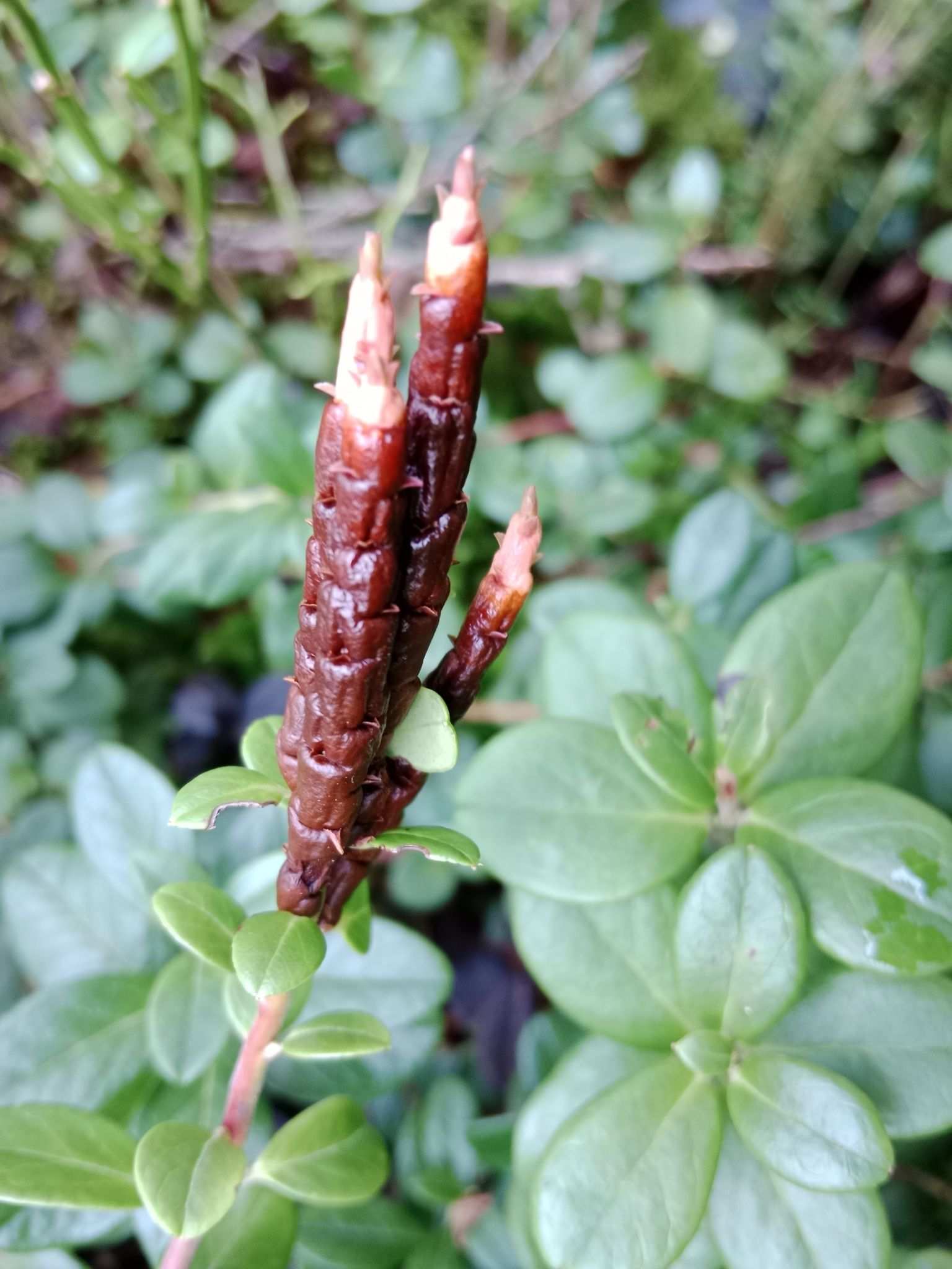 Calyptospora goeppertiana