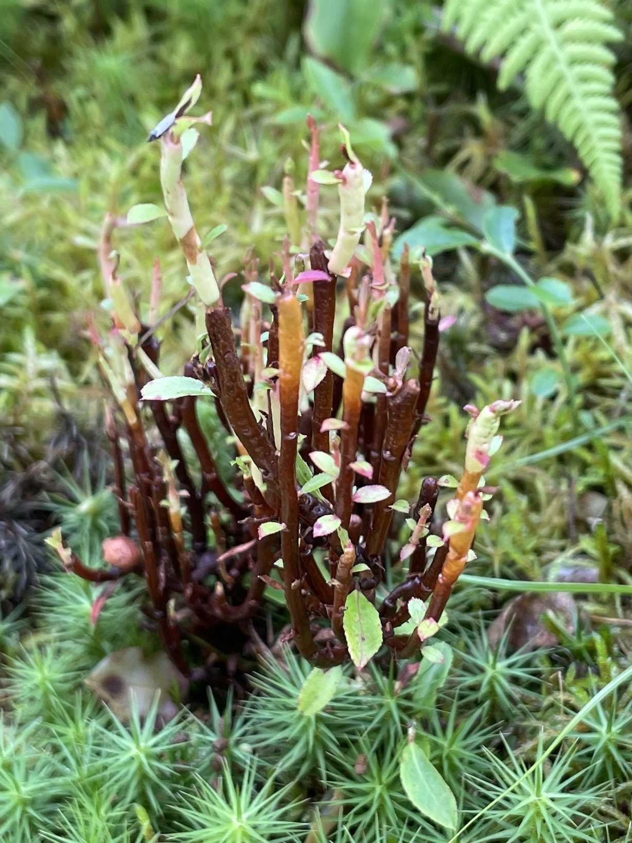 Calyptospora goeppertiana