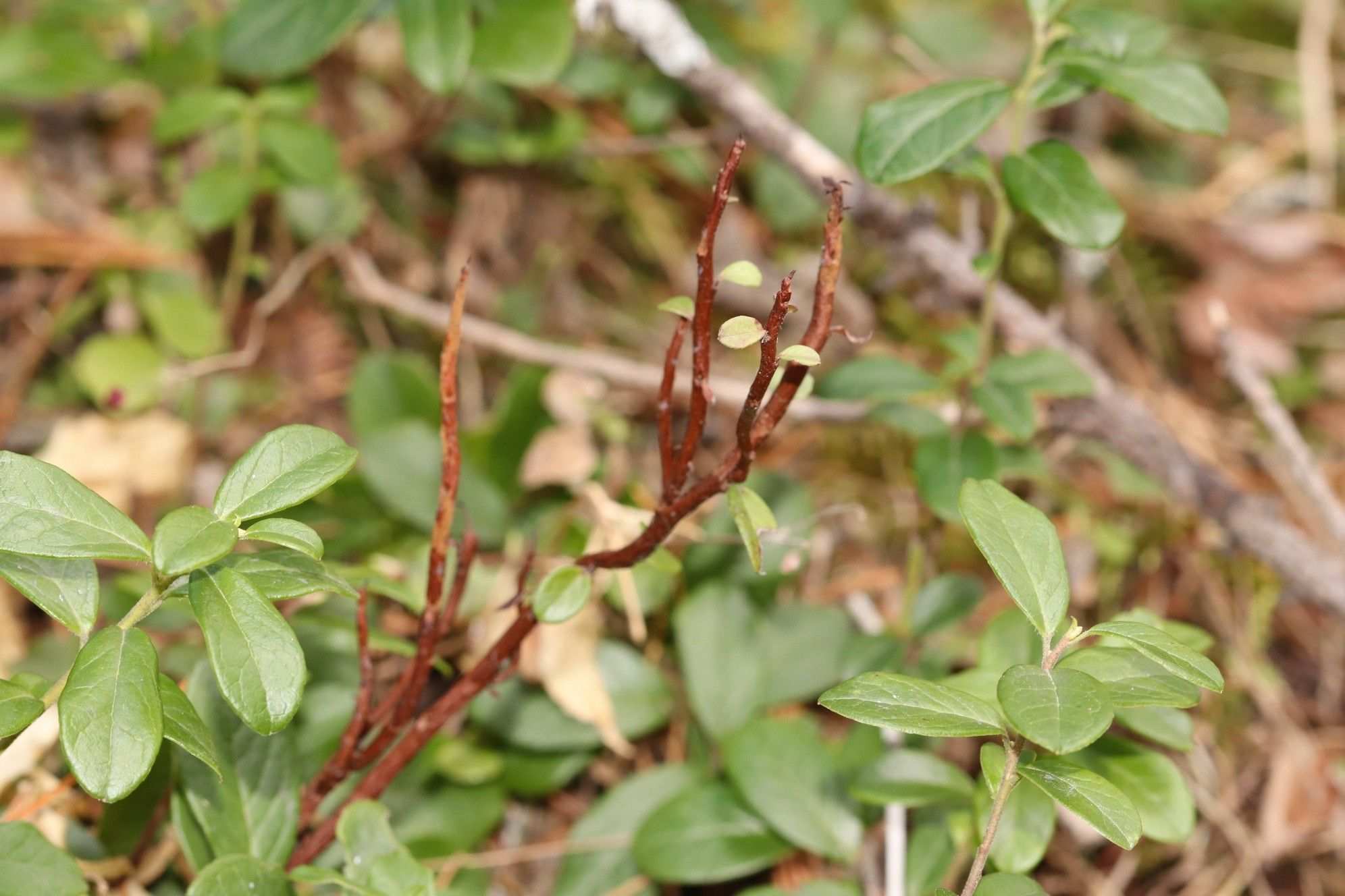 Calyptospora goeppertiana