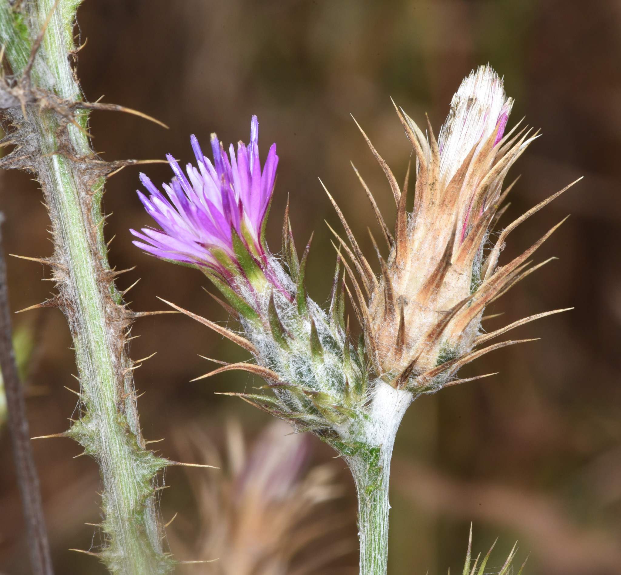 Carduus pycnocephalus