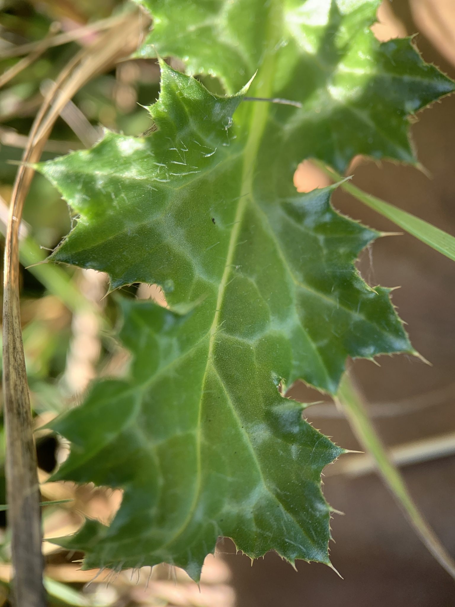 Carduus pycnocephalus