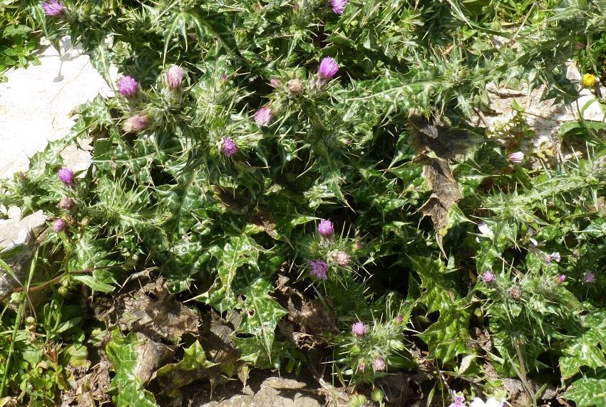 Carduus pycnocephalus
