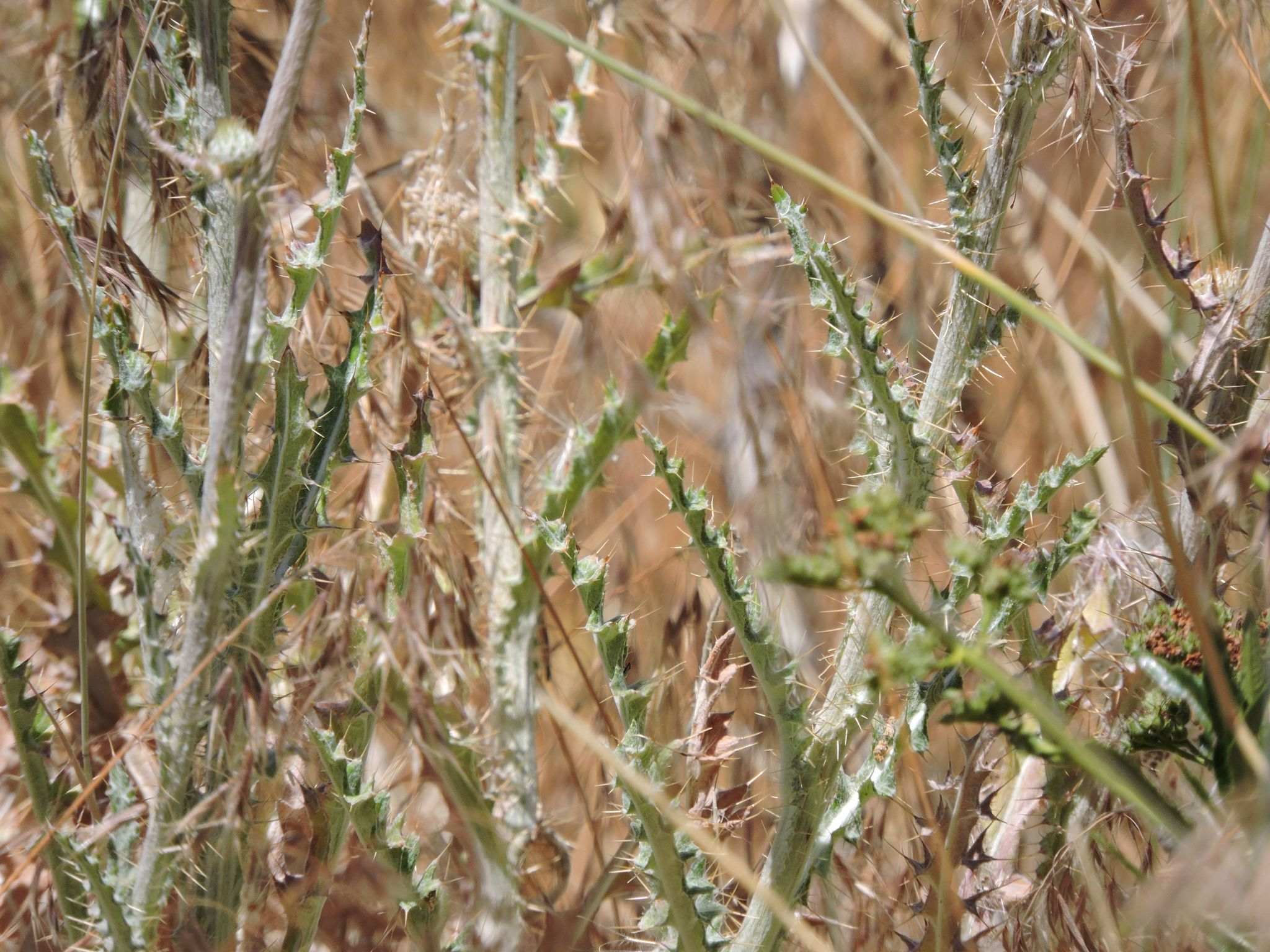 Carduus pycnocephalus