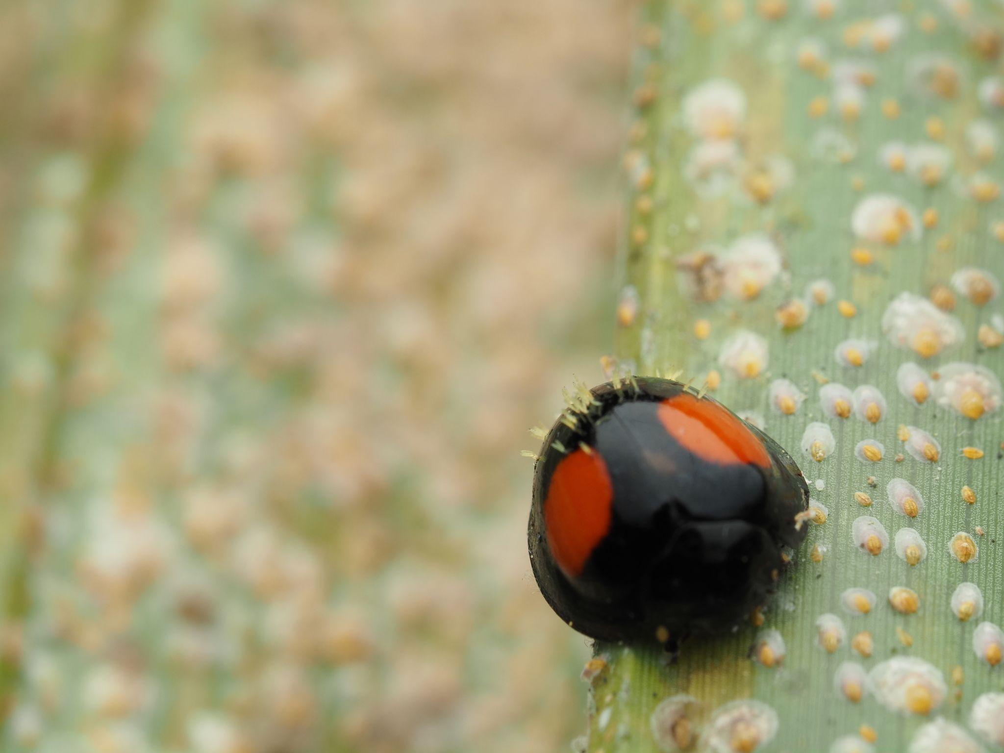 Pseudoparlatoria