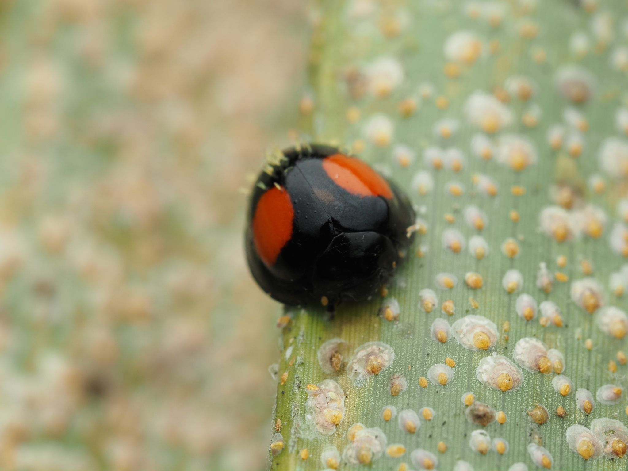 Pseudoparlatoria