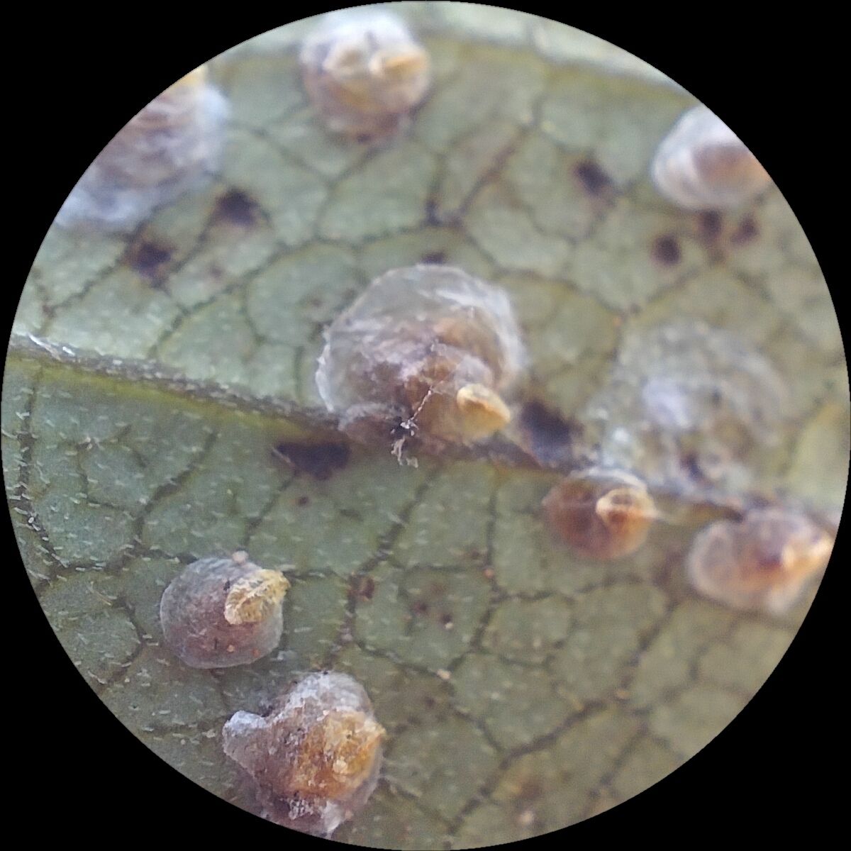 Pseudoparlatoria
