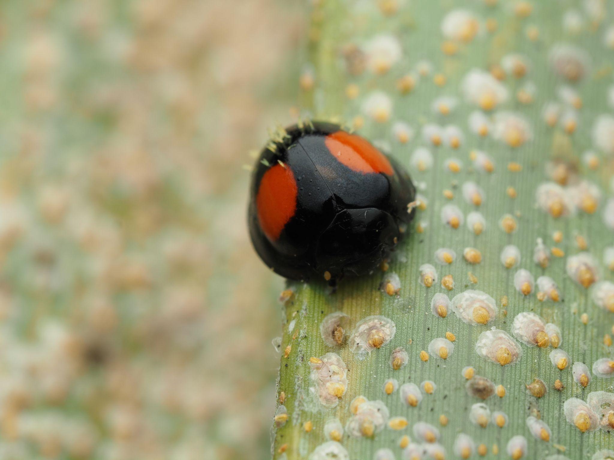 Pseudoparlatoria