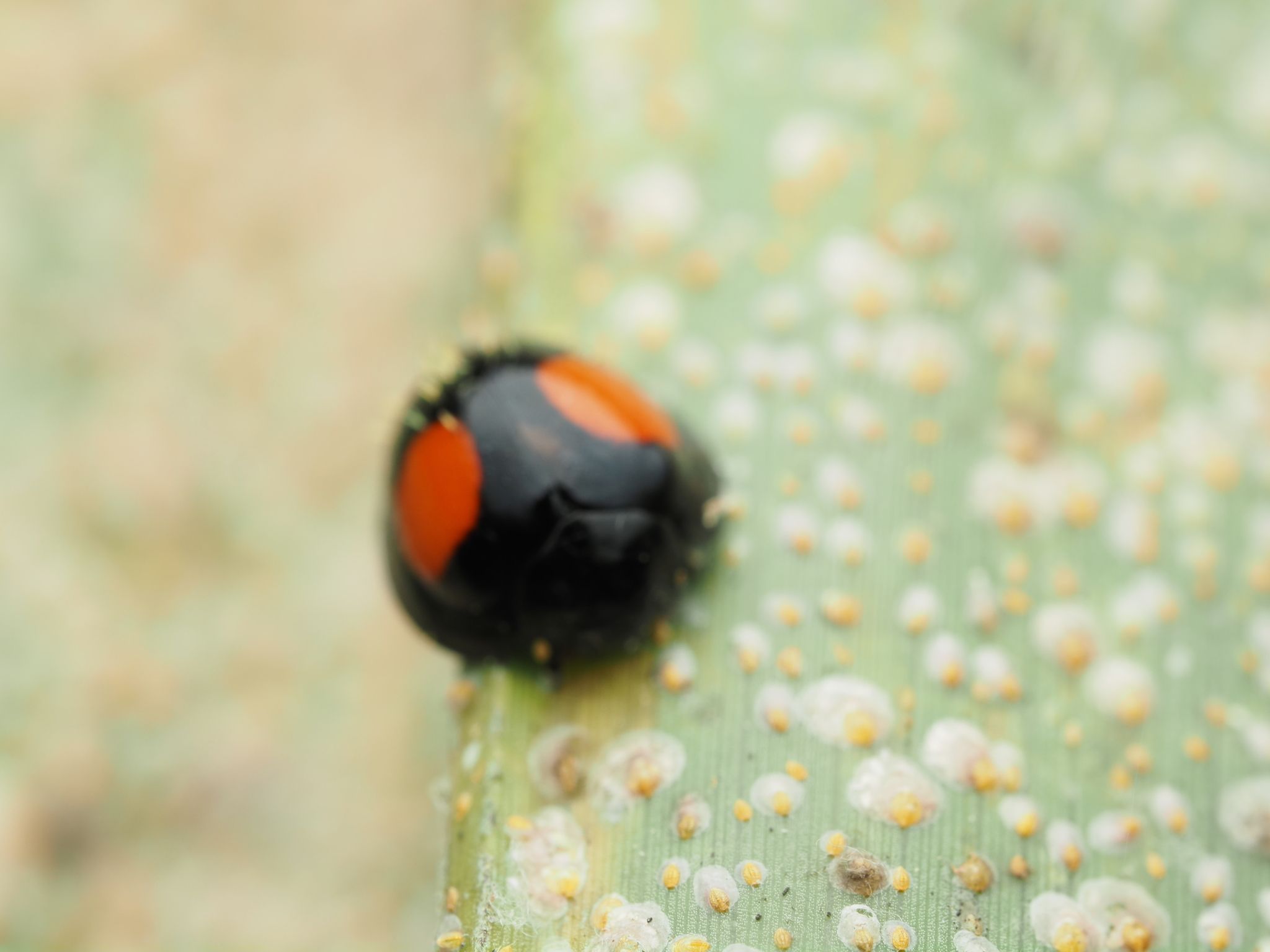 Pseudoparlatoria