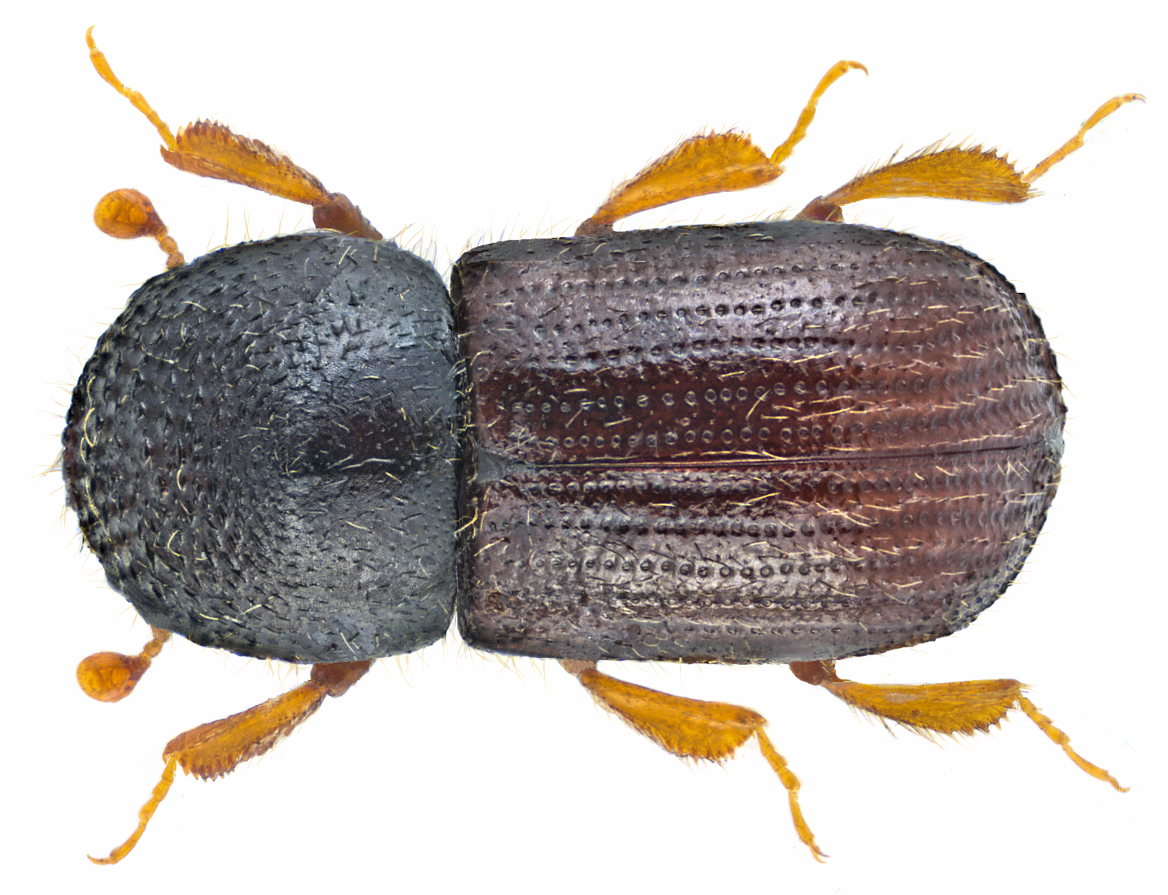 Xyleborus dispar
