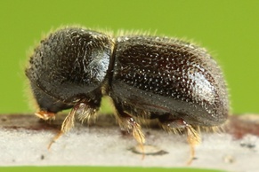 Xyleborus dispar