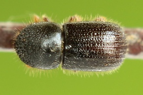 Xyleborus dispar