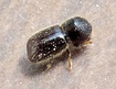 Xyleborus dispar