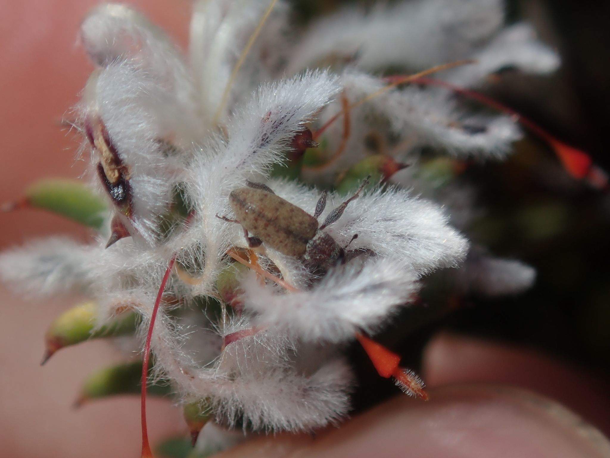 Myossita