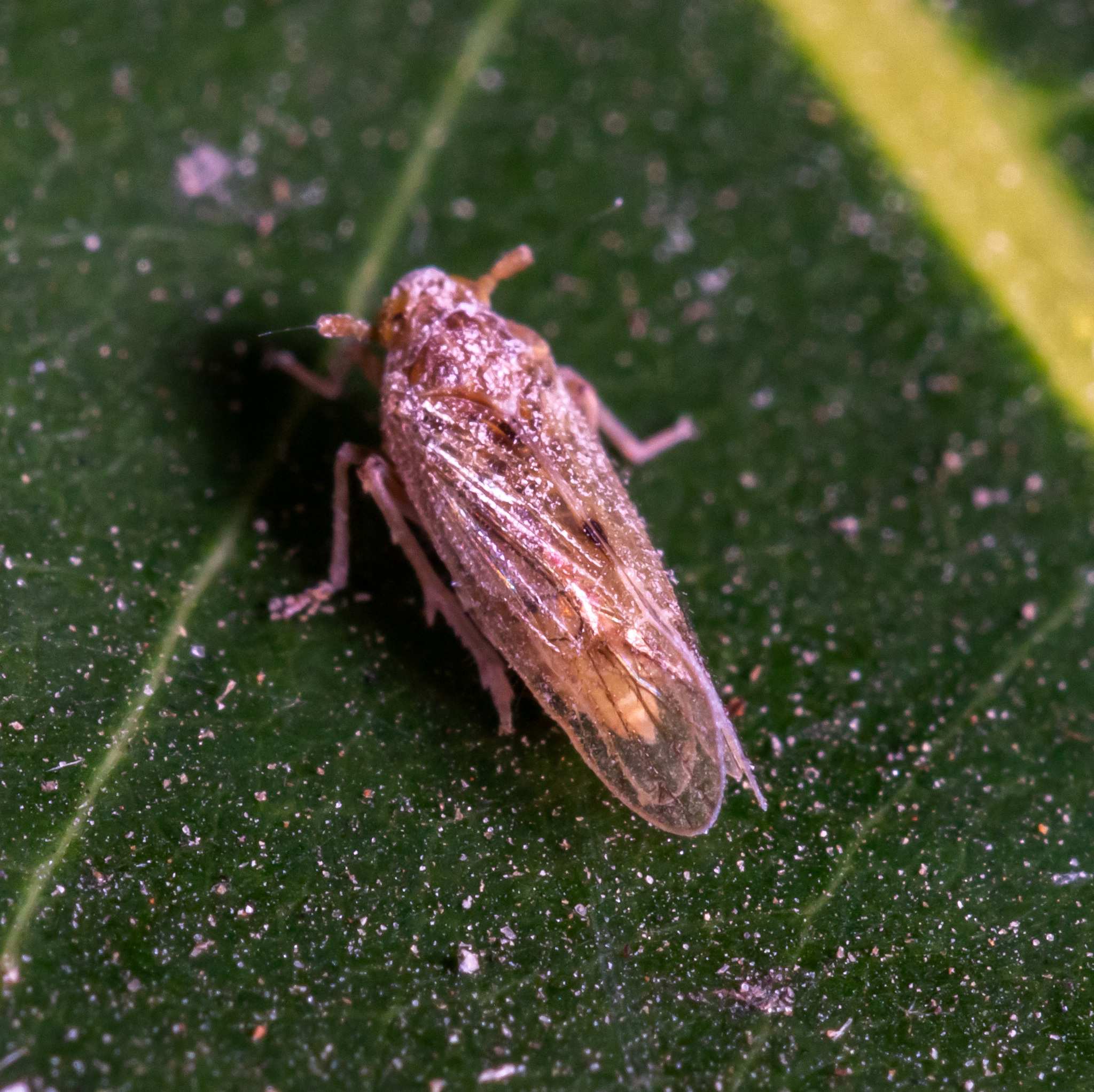 Nilaparvata