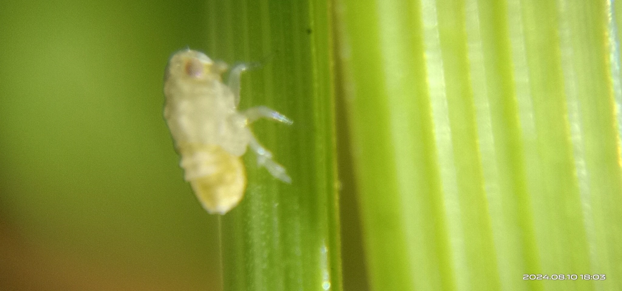 Nilaparvata