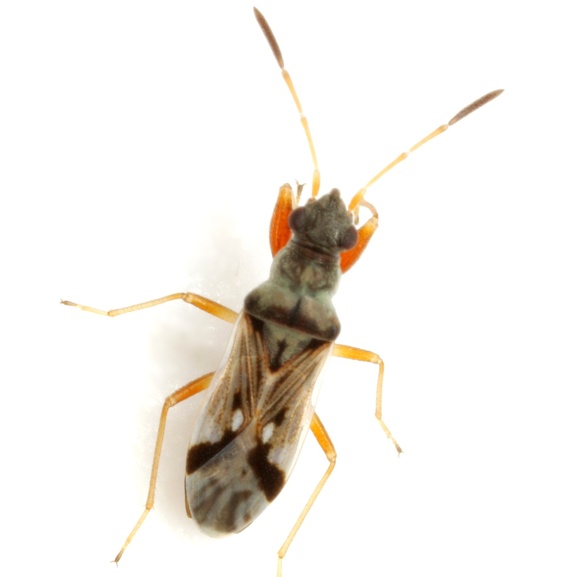 Pseudopachybrachius
