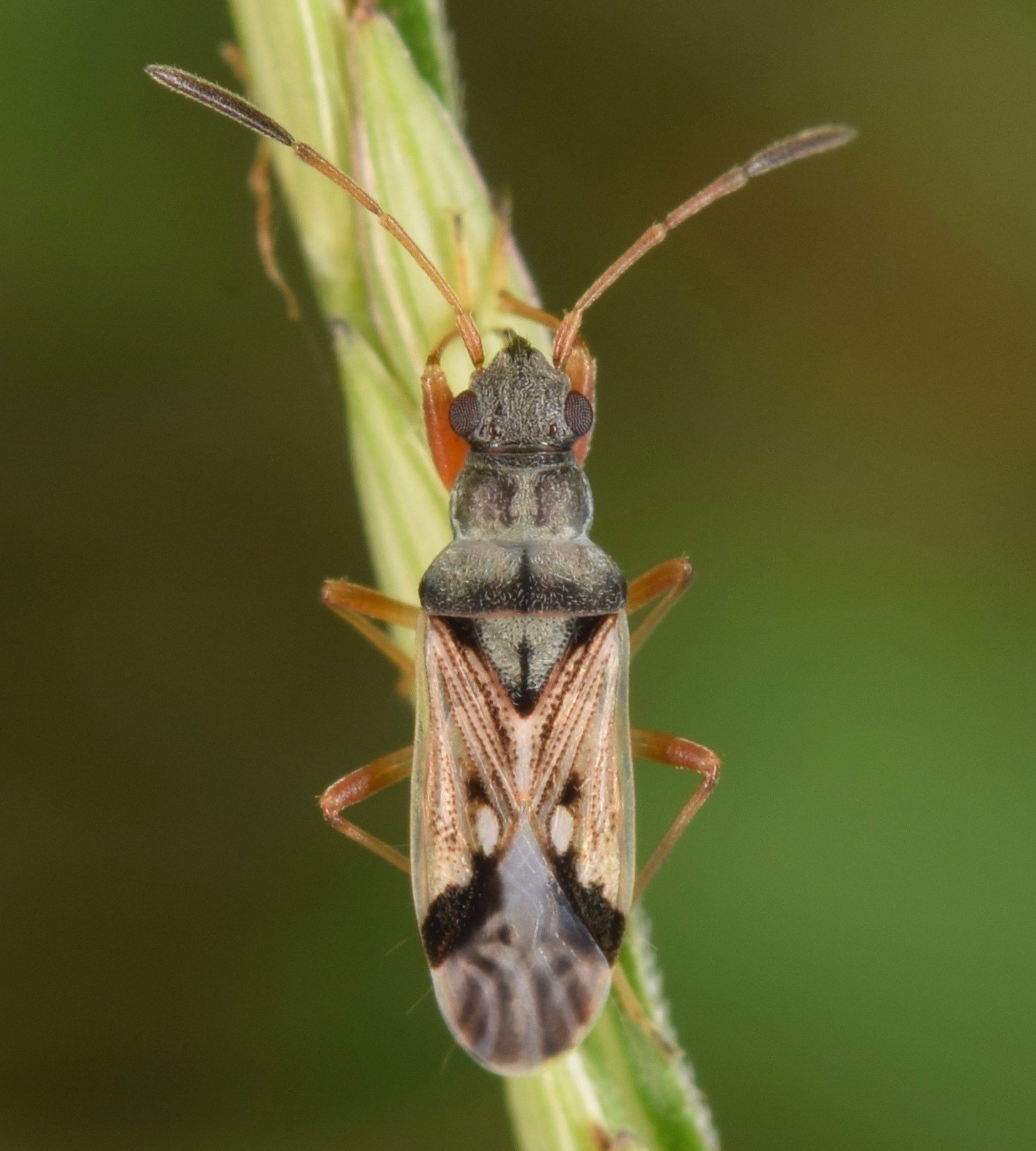 Pseudopachybrachius