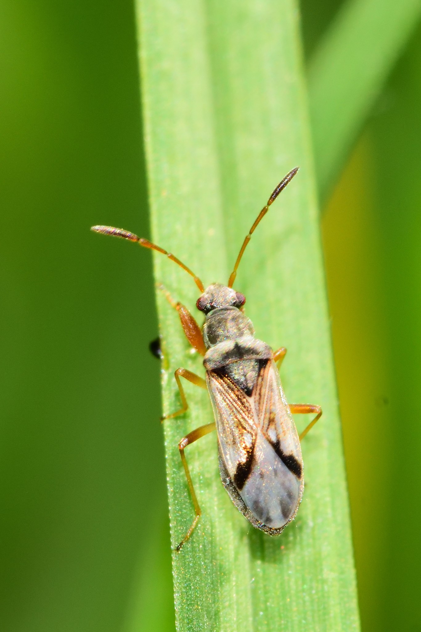 Pseudopachybrachius