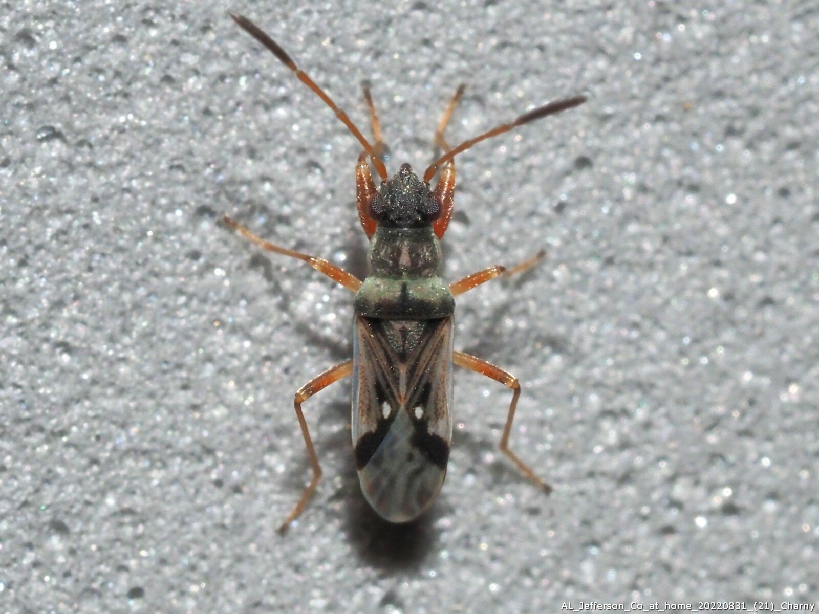 Pseudopachybrachius