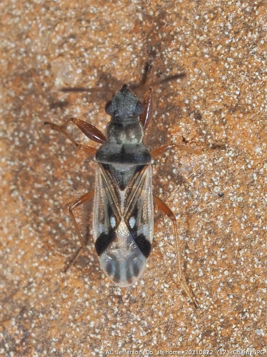 Pseudopachybrachius