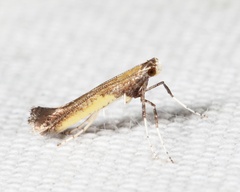 Caloptilia azaleella