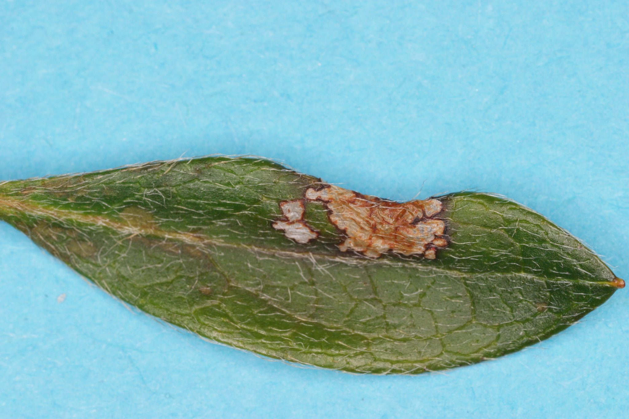Caloptilia azaleella