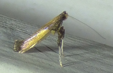 Caloptilia azaleella