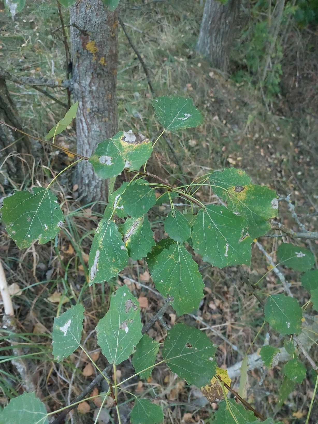 Drepanopeziza populorum