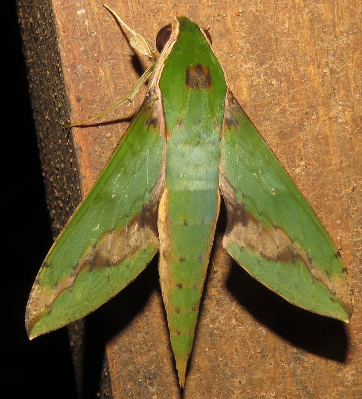 Xylophanes chiron