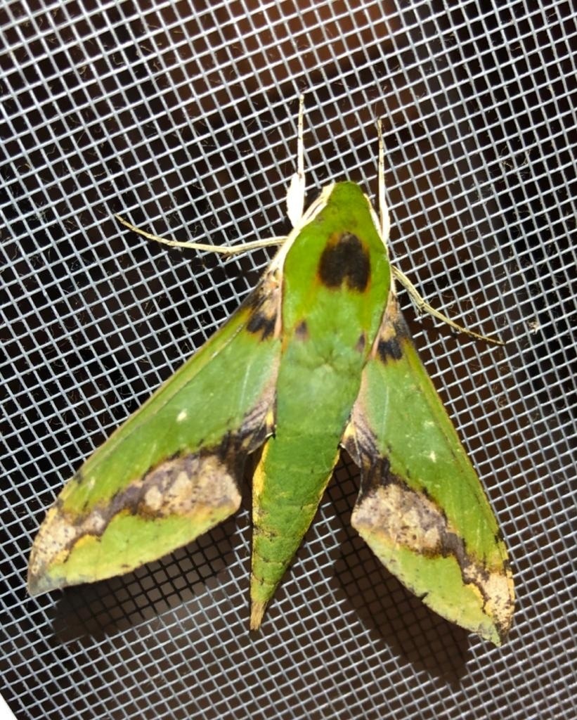 Xylophanes chiron