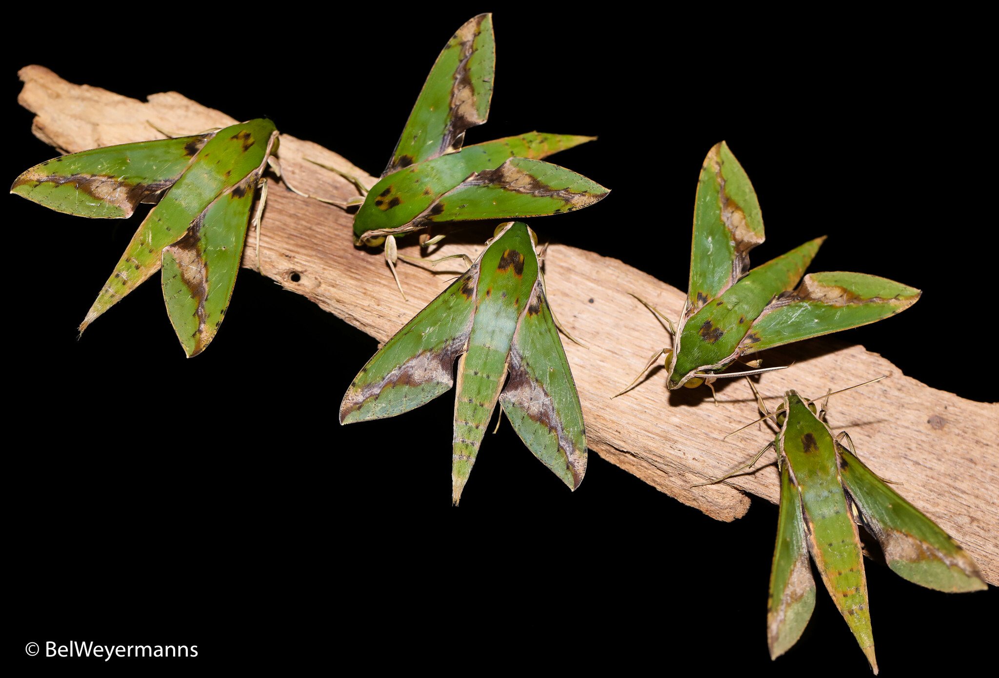 Xylophanes chiron