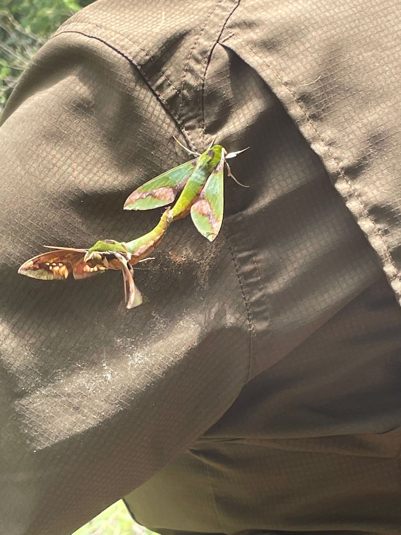 Xylophanes chiron