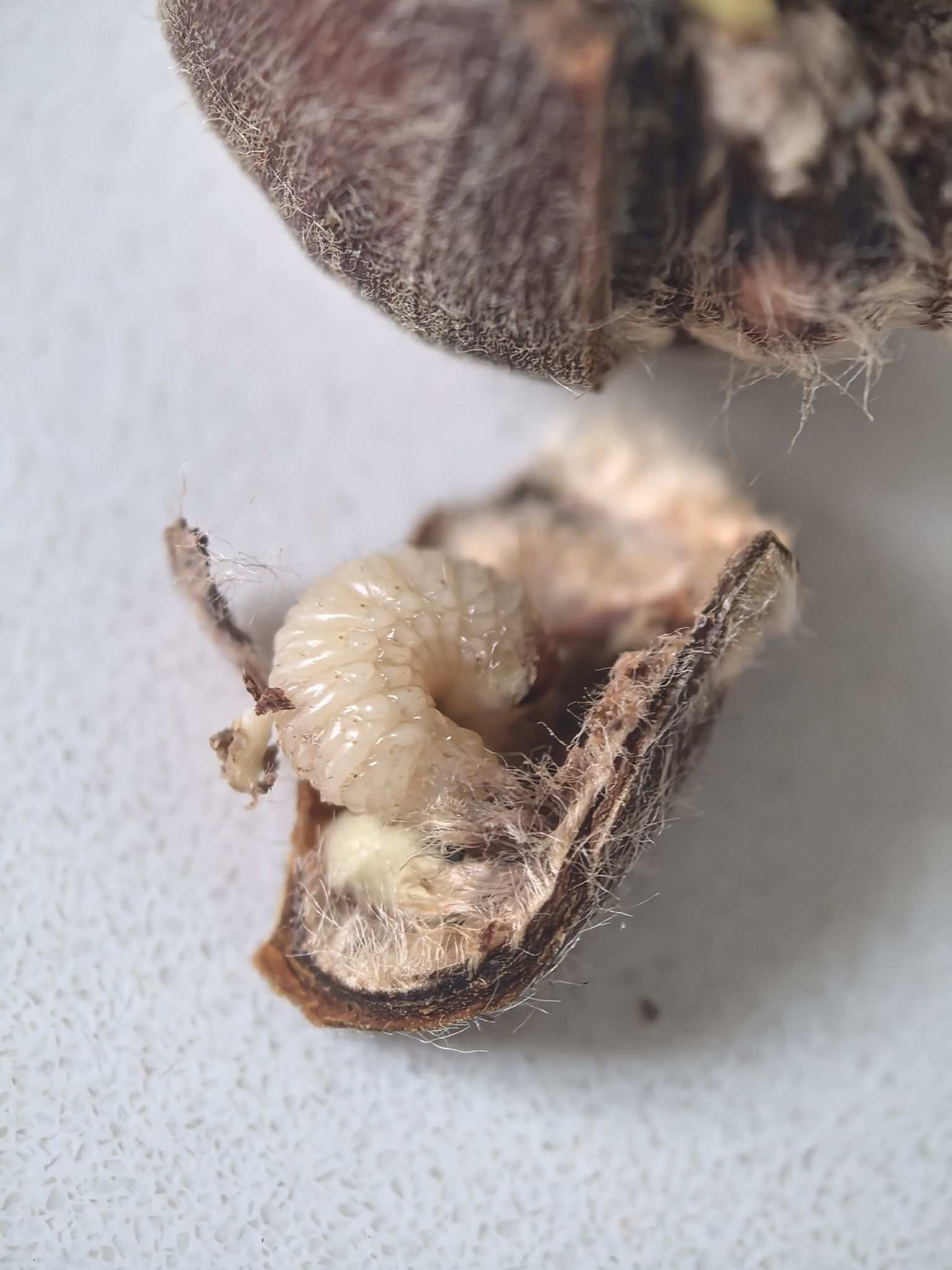 Curculio davidi