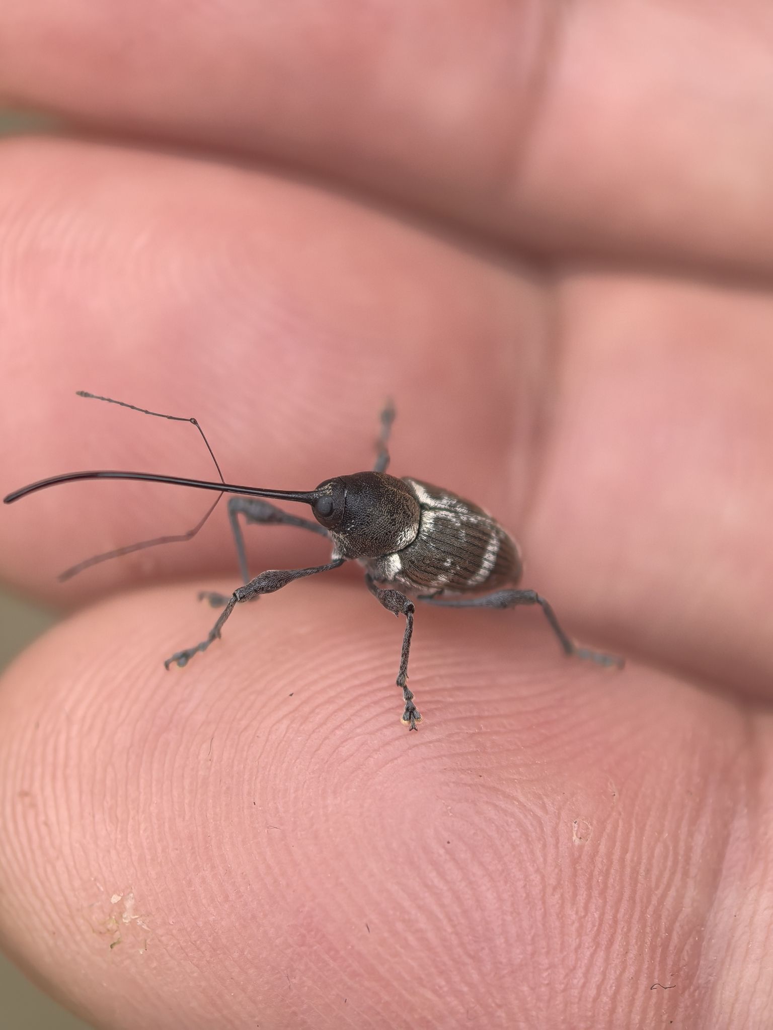 Curculio davidi