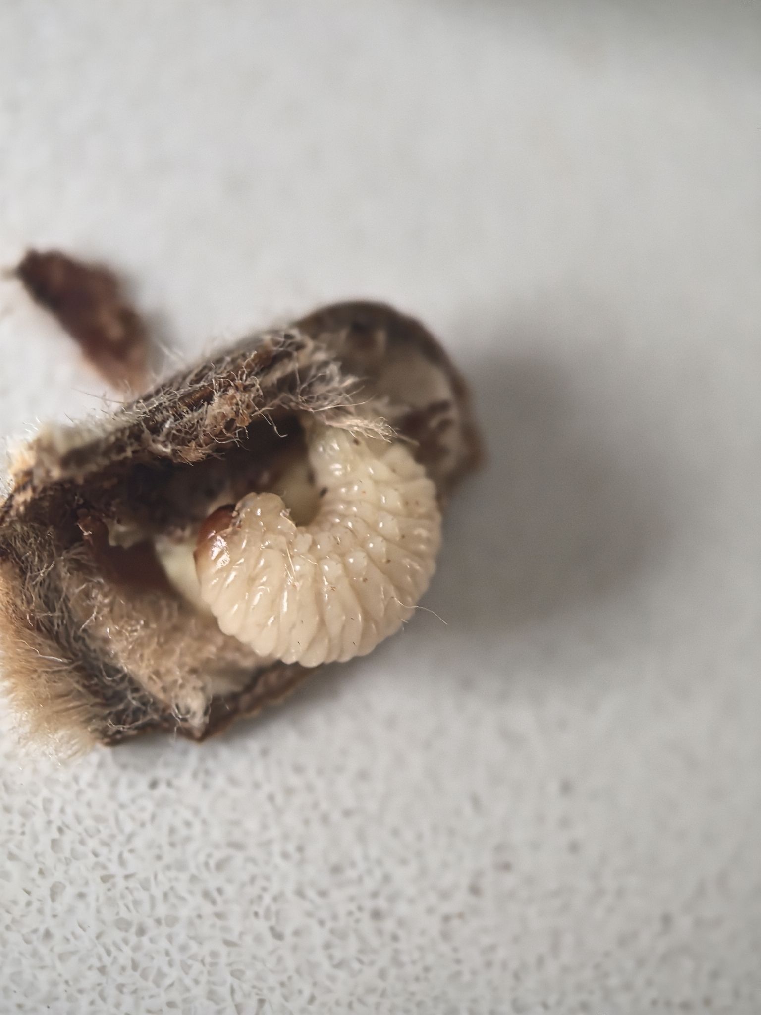 Curculio davidi