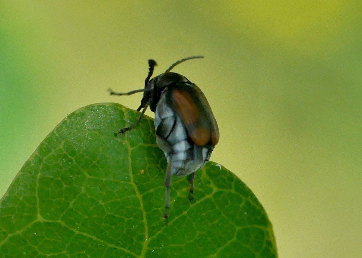 Kytorhinus