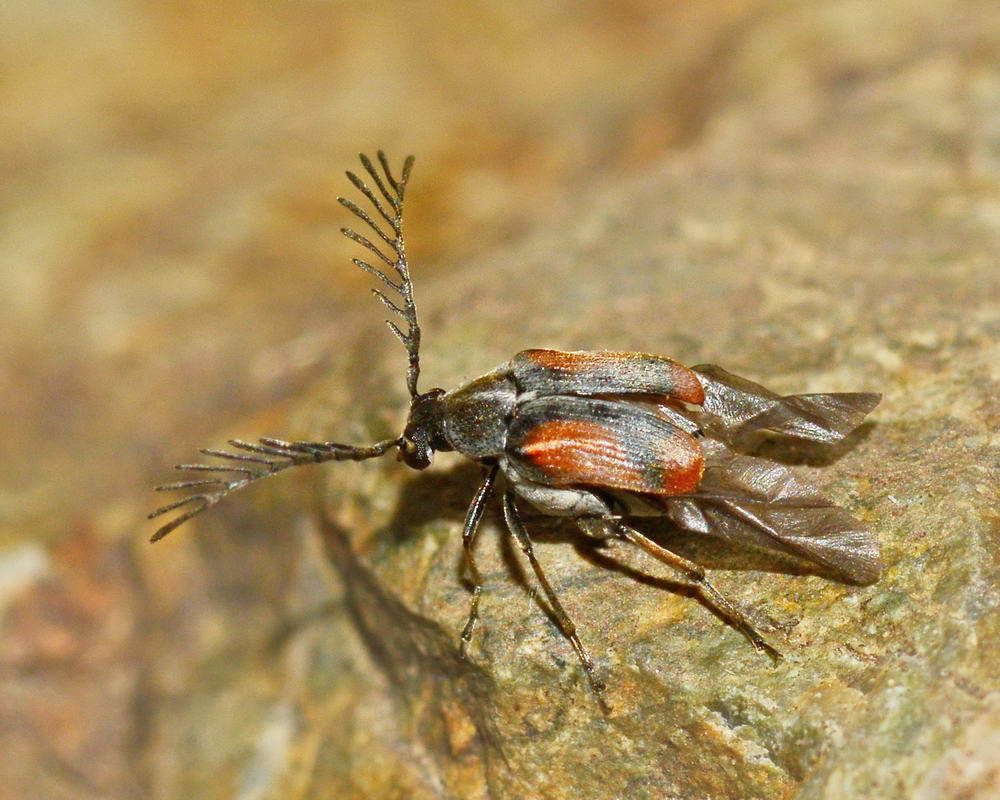 Kytorhinus