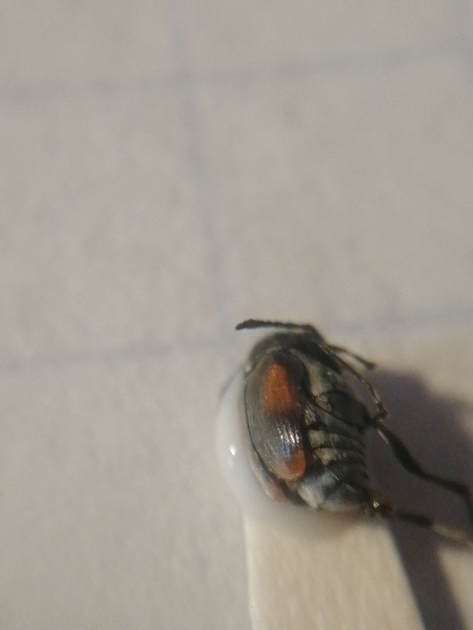 Kytorhinus