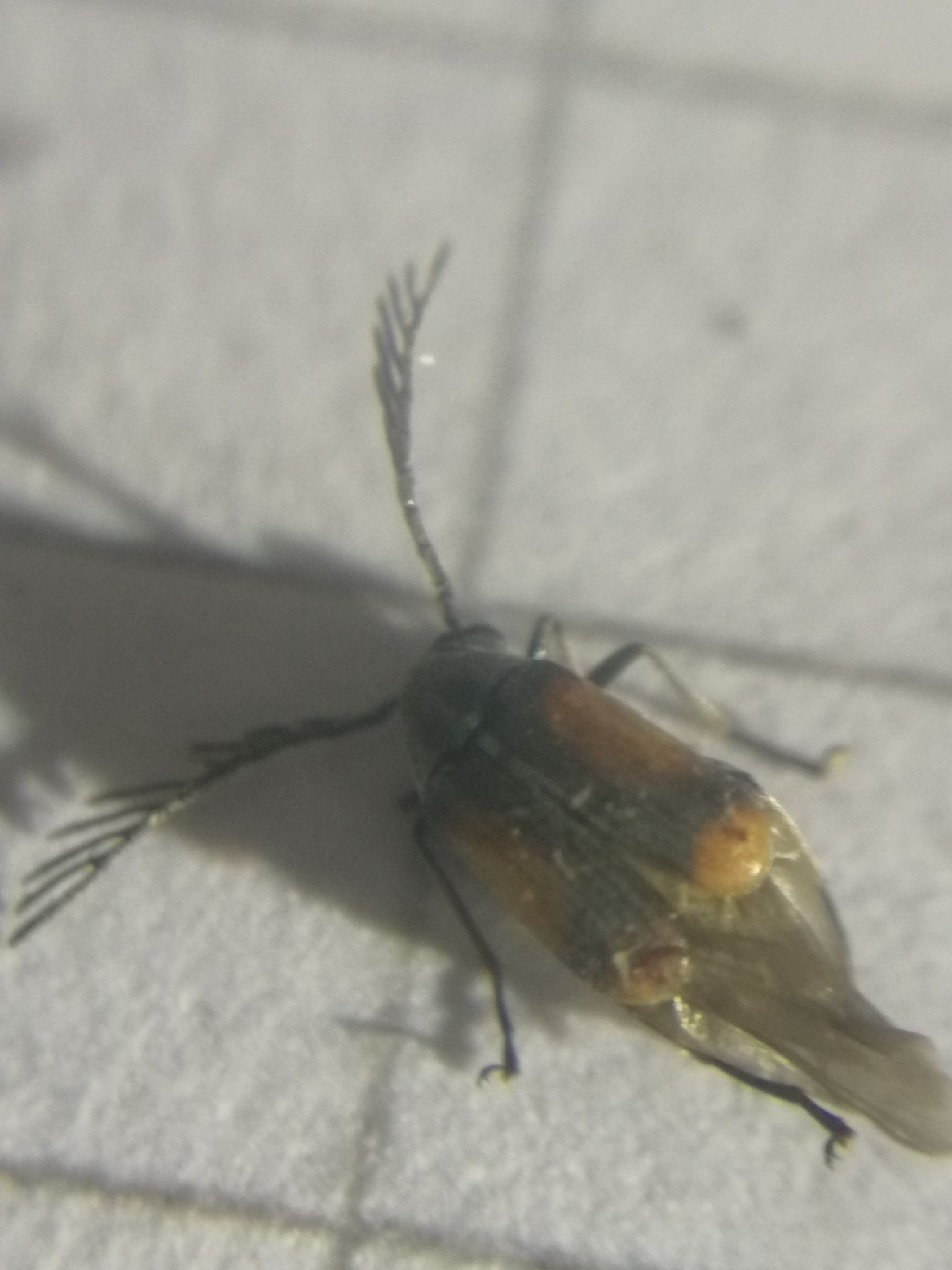 Kytorhinus
