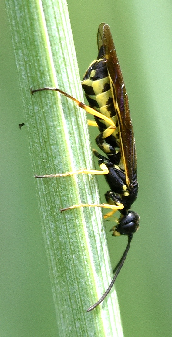 Cephus cinctus