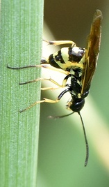 Cephus cinctus
