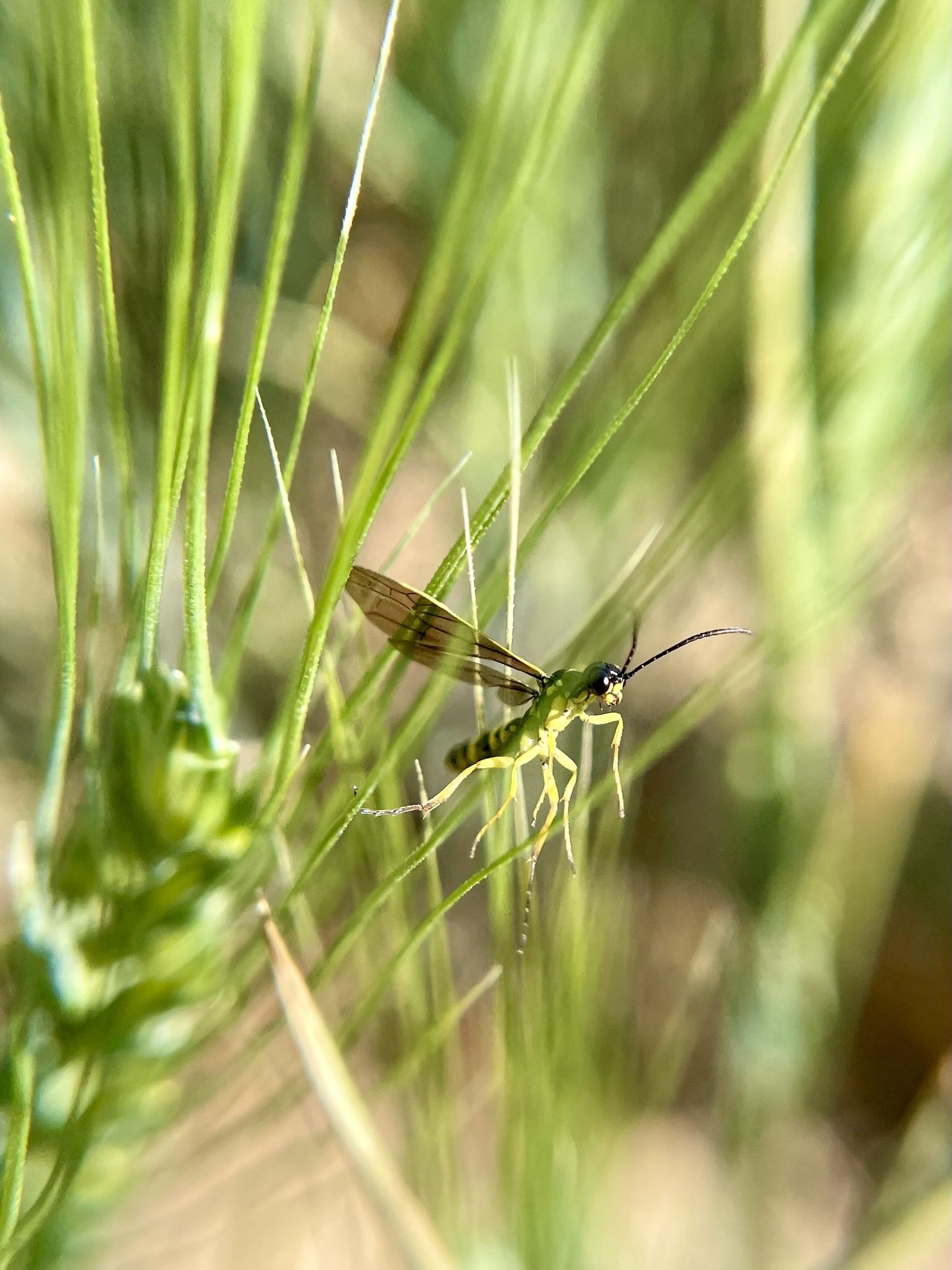 Cephus cinctus