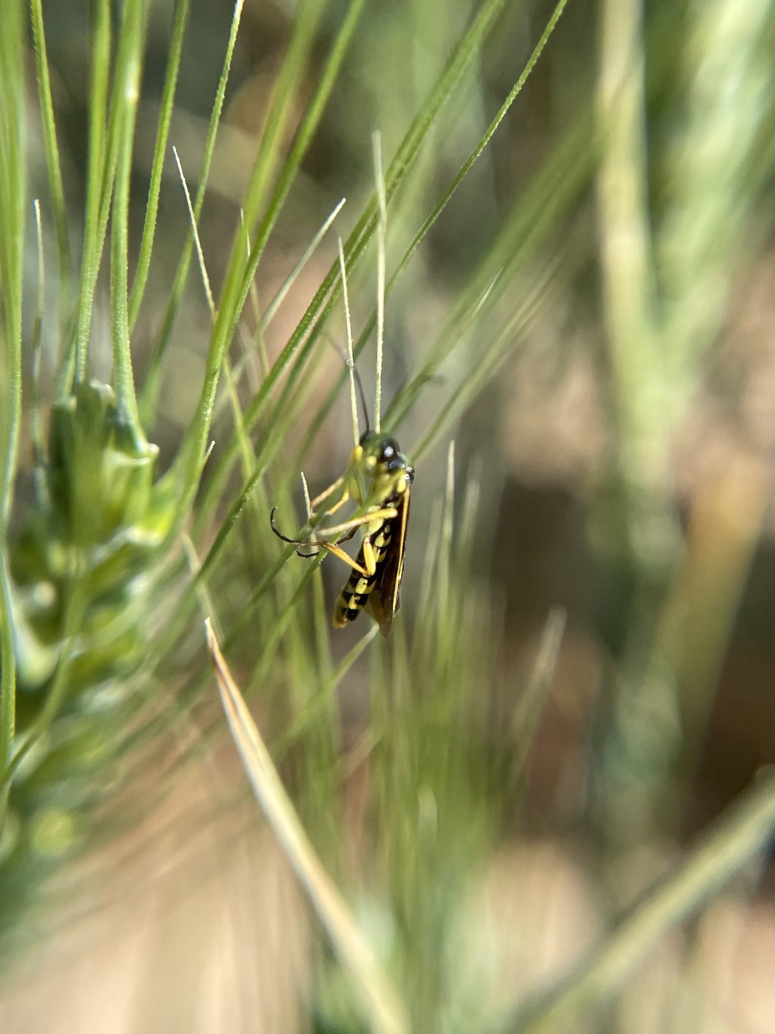 Cephus cinctus