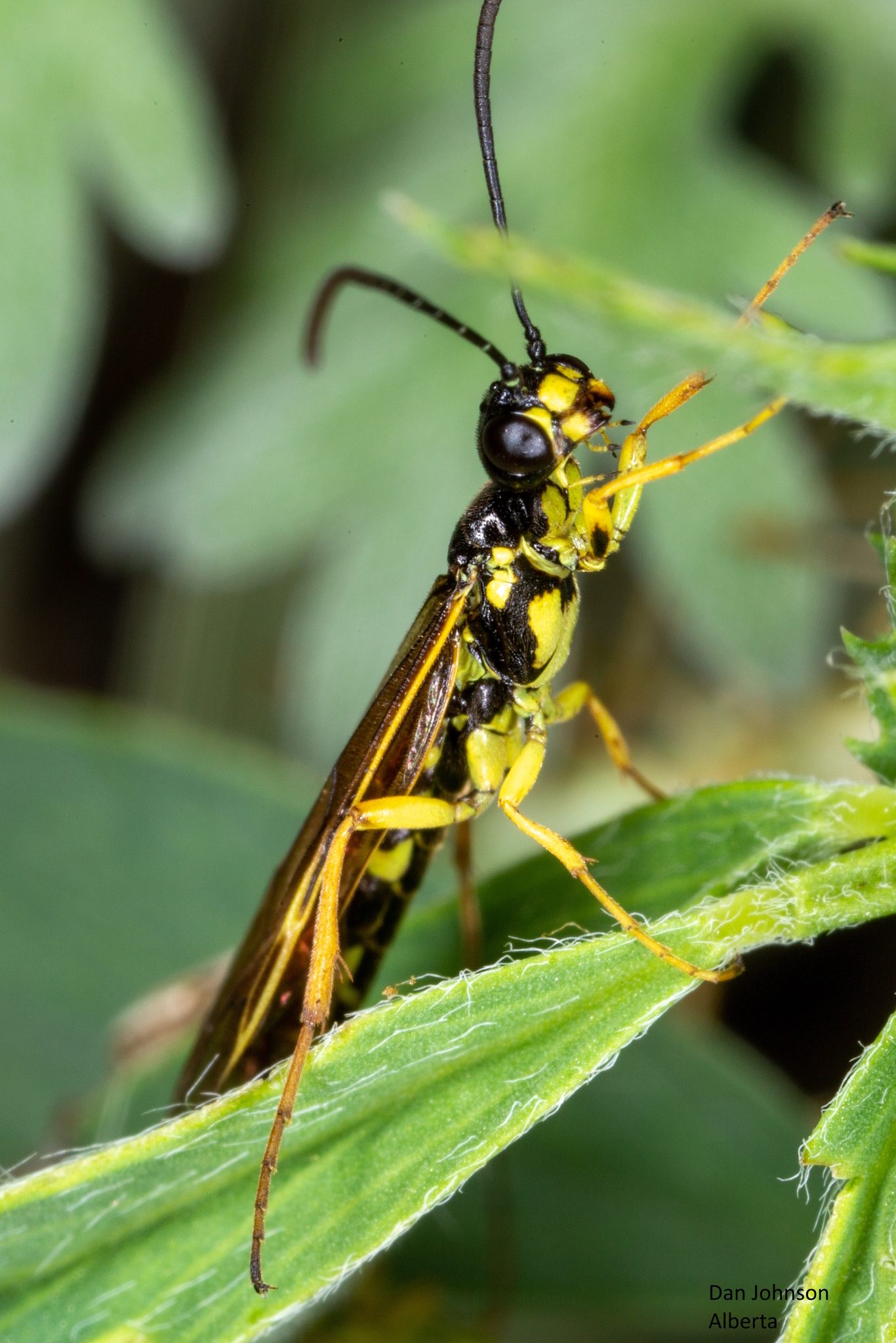 Cephus cinctus
