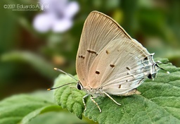 Oenomaus ortygnus