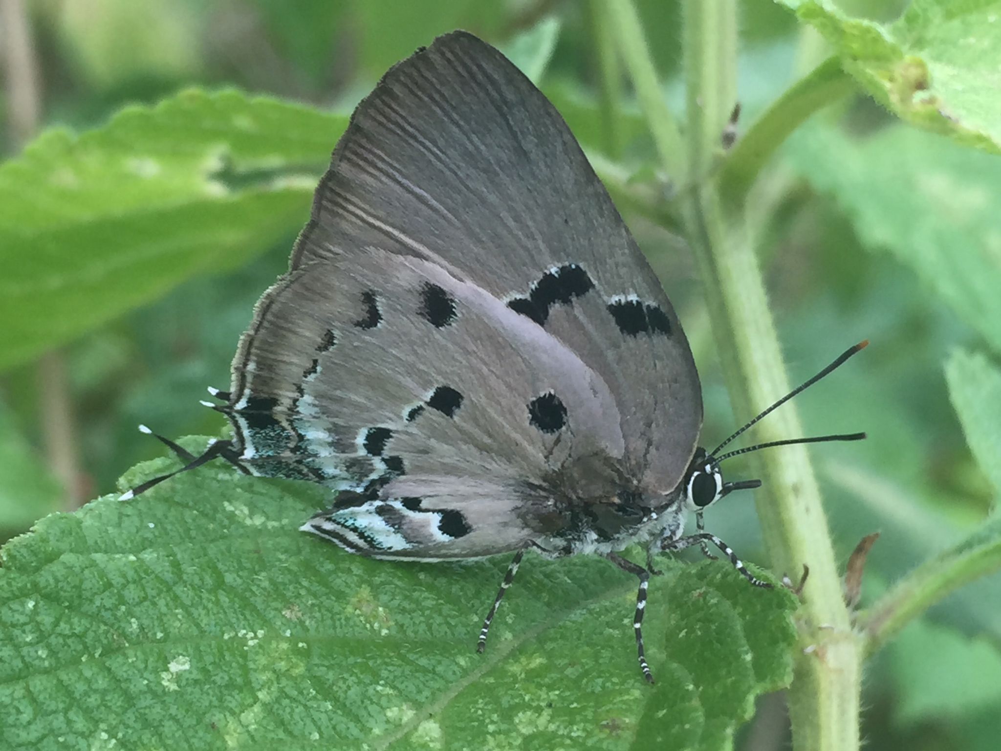 Oenomaus ortygnus